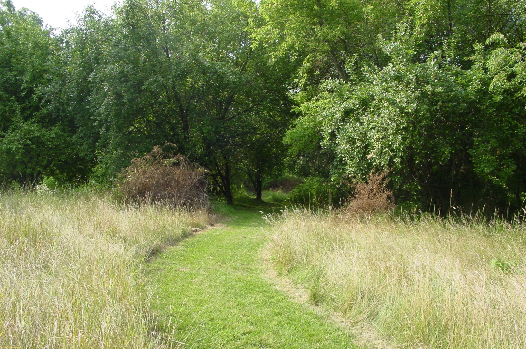 grassy trail leading into the treeline